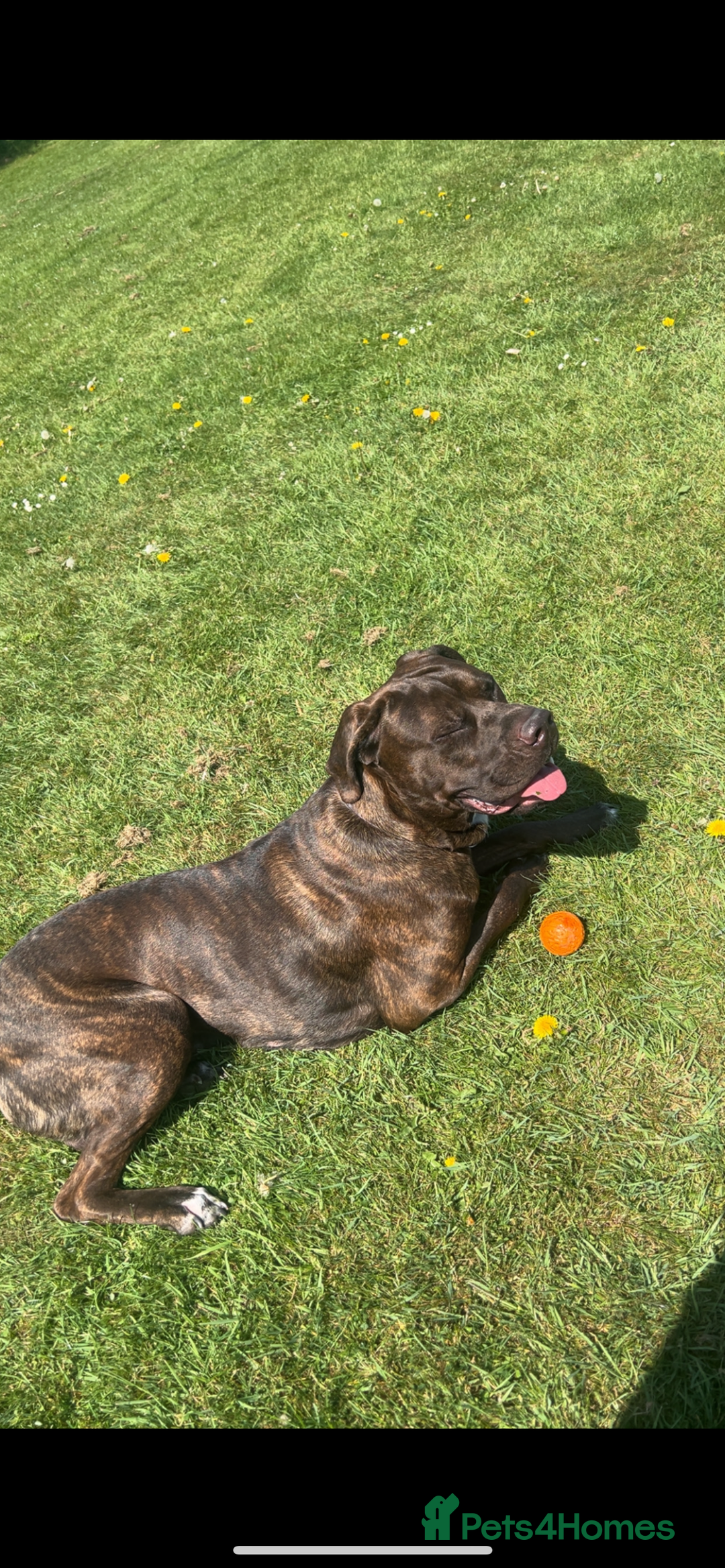 Mixed Breed dogs for sale: Sully (1 year old cane corso cross) - Image 3
