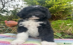 Bernedoodle dogs for sale: 1 Bernedoodle Male - Image 3
