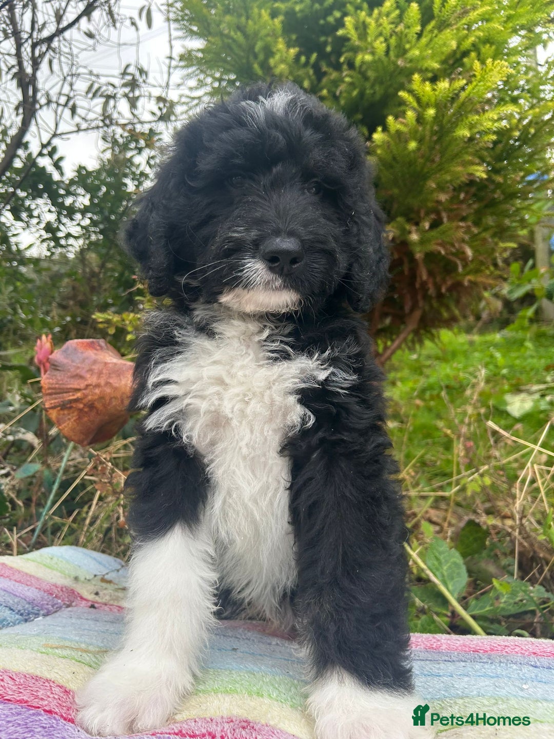 Bernedoodle dogs for sale: 1 Bernedoodle Male - Image 3