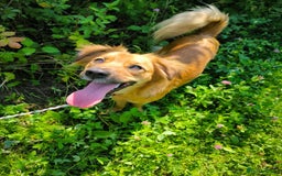Mixed Breed dogs for adoption: 🐶💖 MIAH 💖🐶 - Image 17