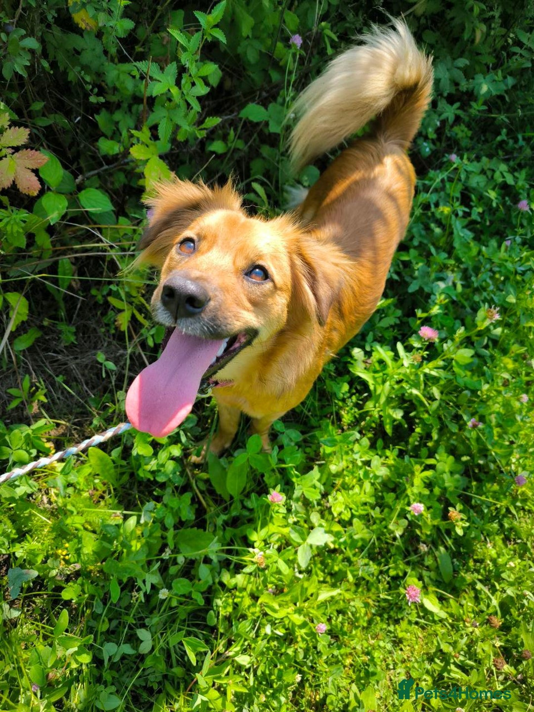 Mixed Breed dogs for adoption: 🐶💖 MIAH 💖🐶 - Image 17