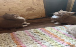 British Shorthair cats for sale:  Tica cinnamons BSH kittens - Image 9