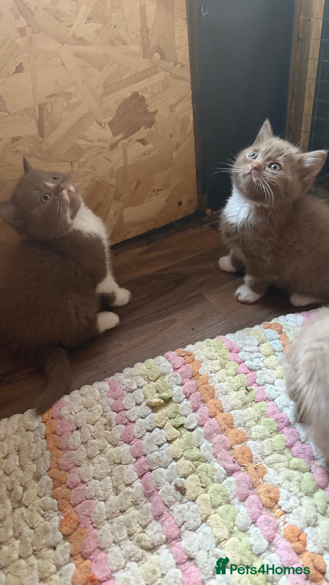 British Shorthair cats for sale:  Tica cinnamons BSH kittens - Image 9
