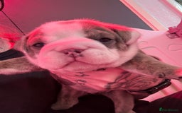 English Bulldog dogs for sale: Beautiful litter of blue fawn English bulldogs - Image 3