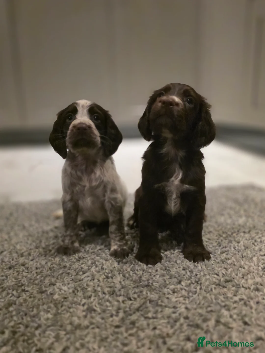Cocker Spaniel dogs for sale: Beautiful Working cocker spaniel puppies - Advert 34