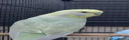 Budgerigars birds for sale: Male Baby Budgies for Sale - Advert 3
