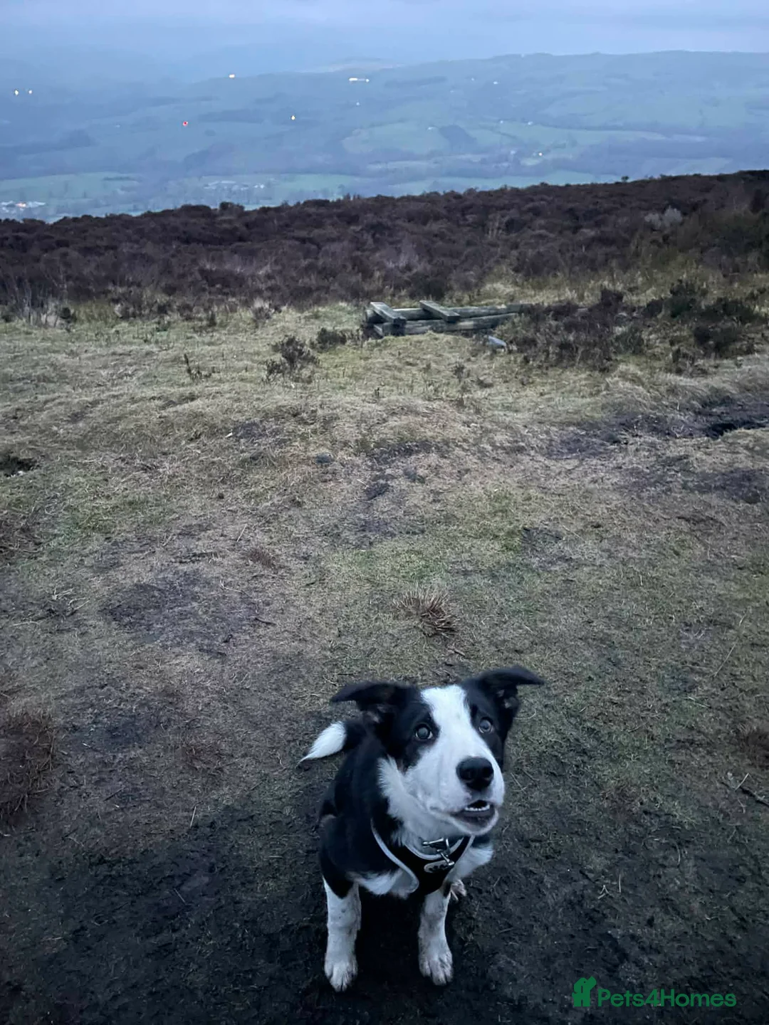 Border Collie dogs for sale: Lively Border Collie  - Advert 4