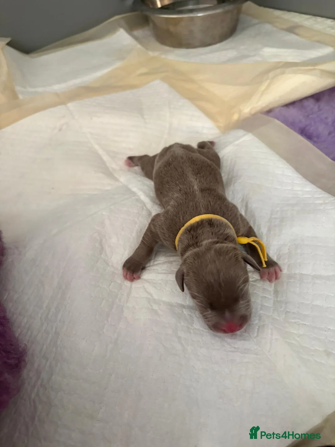 Staffordshire Bull Terrier dogs for sale: Gorgeous staff pups  in London - Advert 18