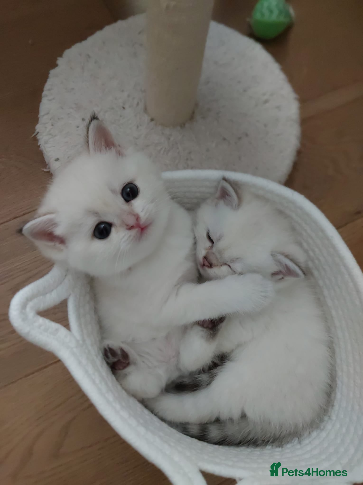 Scottish Fold cats Tica Registered pedigree kittens FOR RESERVATION - Advert 5