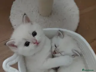 Scottish Fold cats Tica Registered pedigree kittens FOR RESERVATION - Advert 5