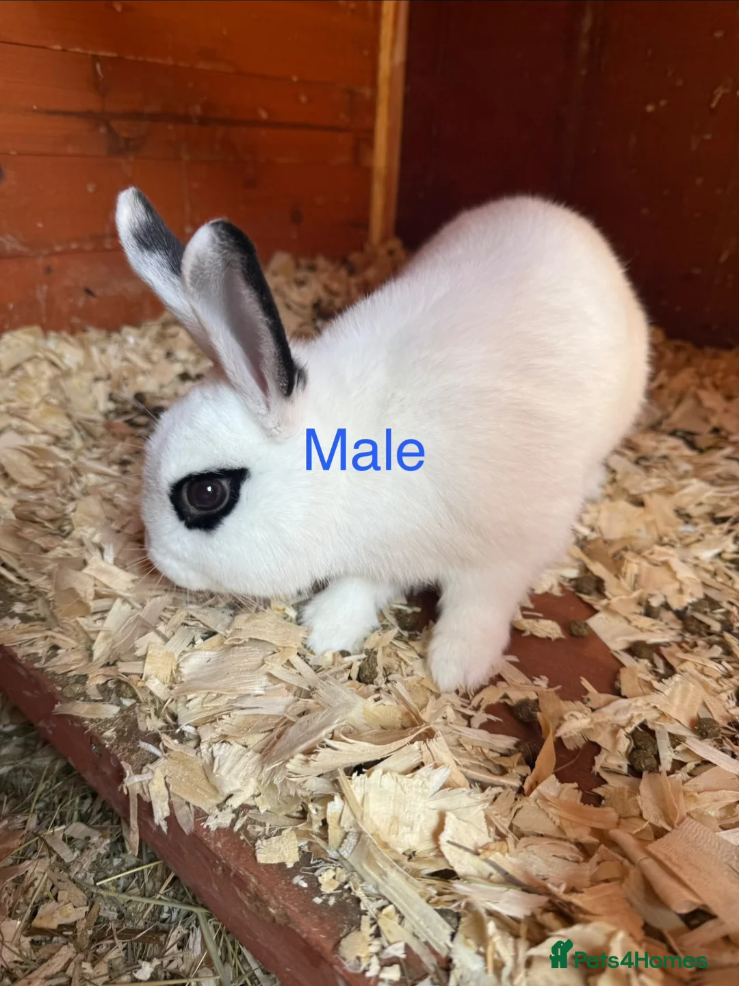 Mixed Breed rabbits for sale: Rabbits for sale in Hereford - Advert 12