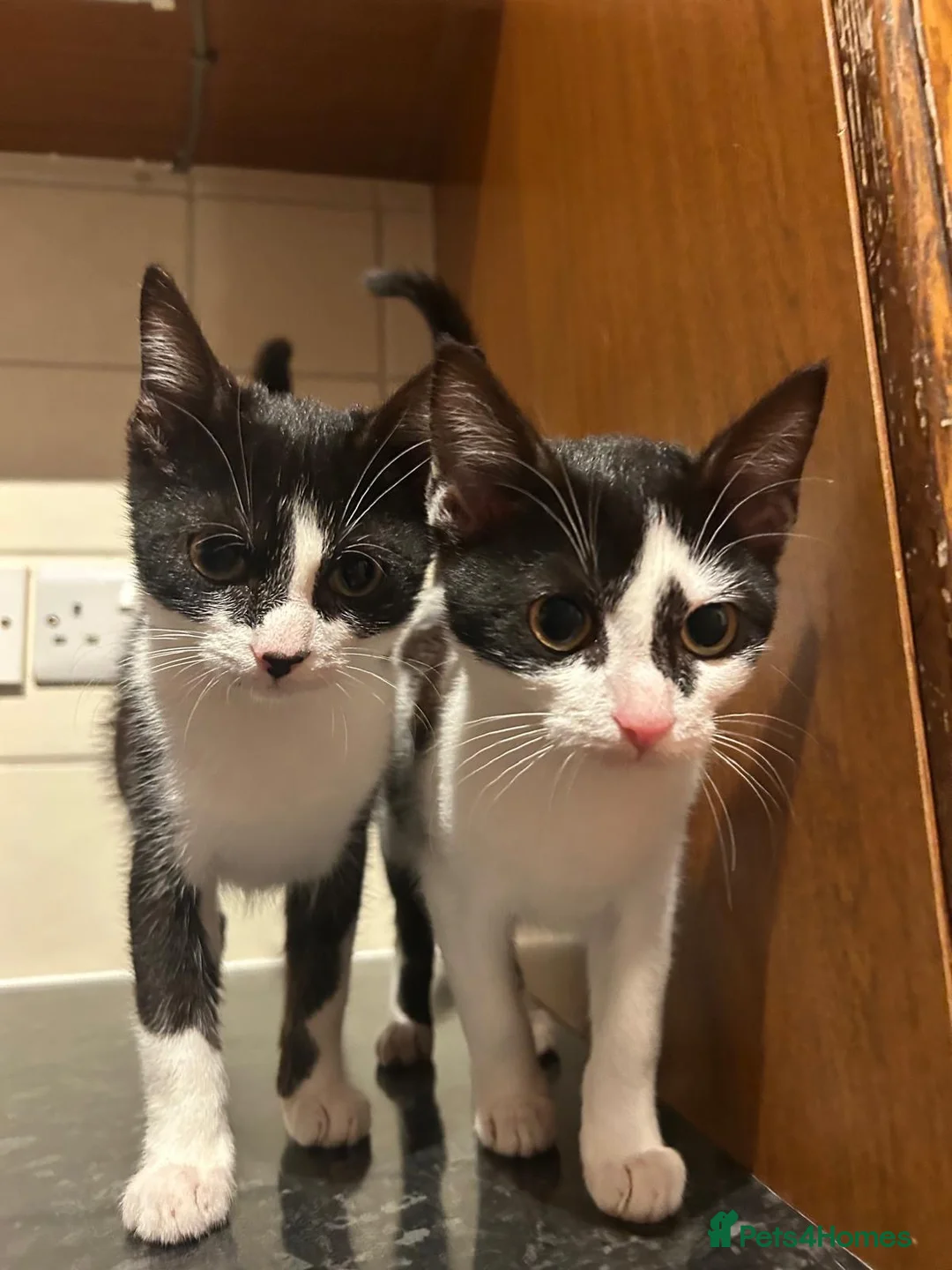 Domestic Shorthair cats for sale: Brother and Sister Kittens - Advert 1