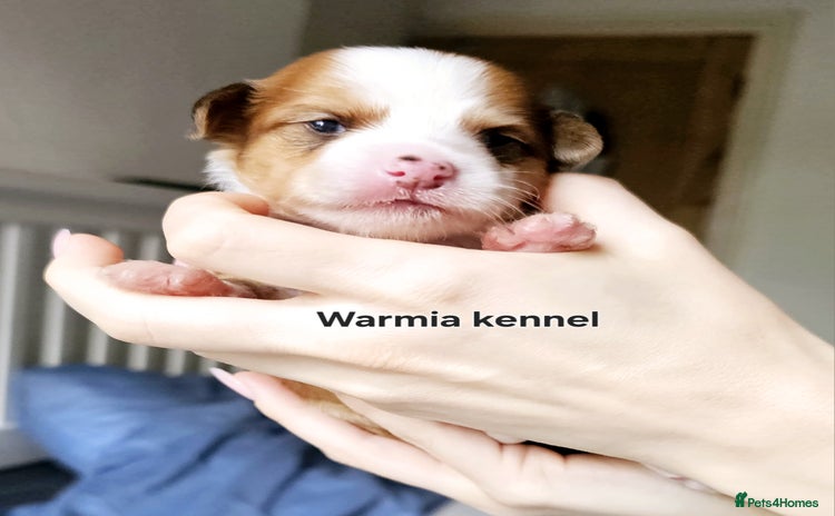 Chinese Crested dogs - Advert 1