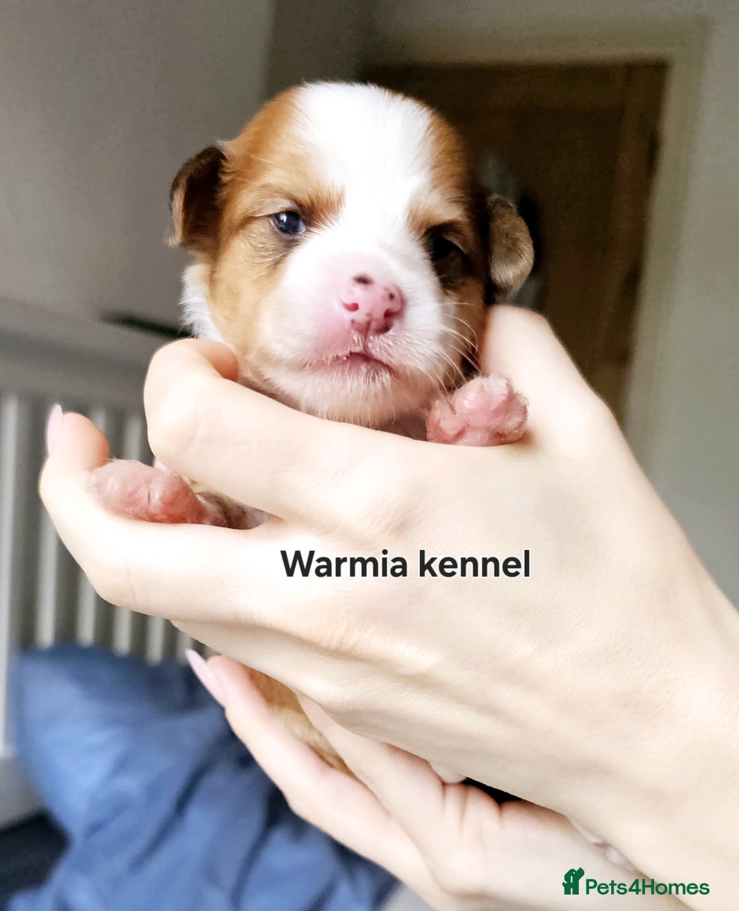 Chinese Crested dogs for sale: Boys £1300, girls £1600 - Image 3