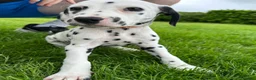 Dalmatian dogs for sale: KC reg full hearing Dalmatian Puppies  - Advert 35