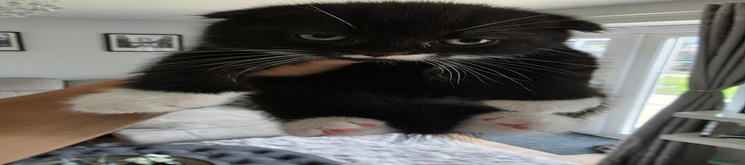 Scottish Fold Kitten 2