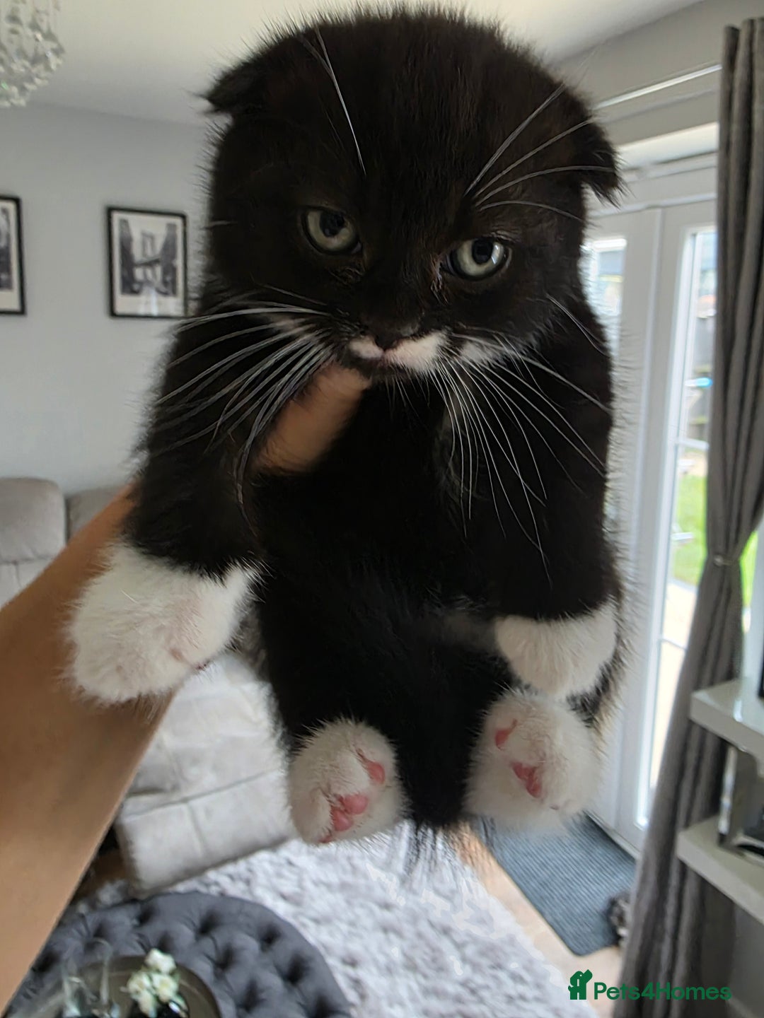 Scottish Fold cats for sale: Gorgeous and playing Scottish Fold cross kittens  - Image 11