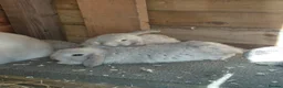 Mini Lop rabbits for sale: 6 mini lops for collection on 20th August 2026 - Advert 5