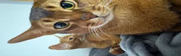Abyssinian cats for sale: Pedigree Abyssinian boy for sale  - Advert 10