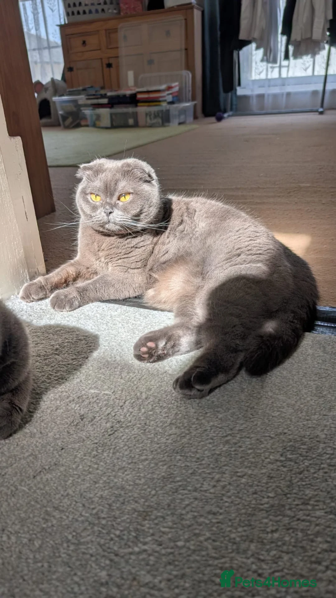 Scottish Fold cats for sale: Beautiful Scottish folds for rehoming  - Advert 1