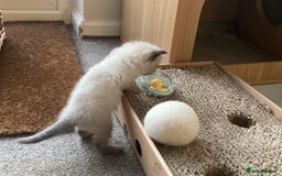 Ragdoll cats for sale: Adorable Ragdoll Kittens - Image 13