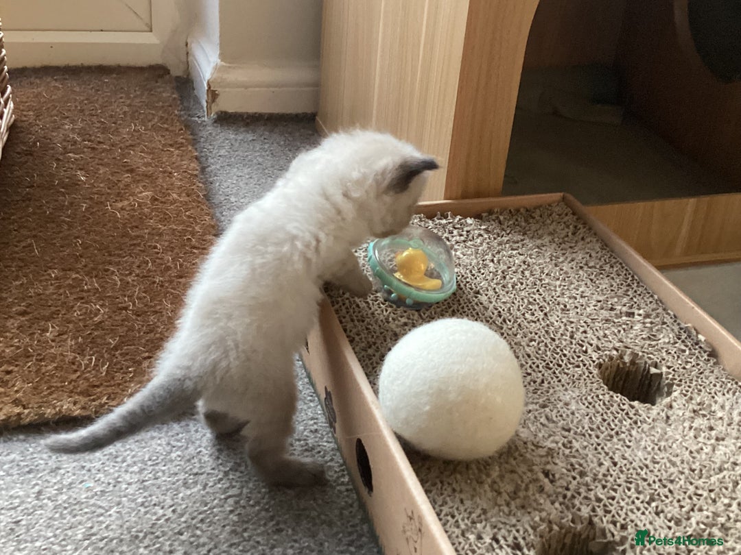 Ragdoll cats for sale: Adorable Ragdoll Kittens - Image 13
