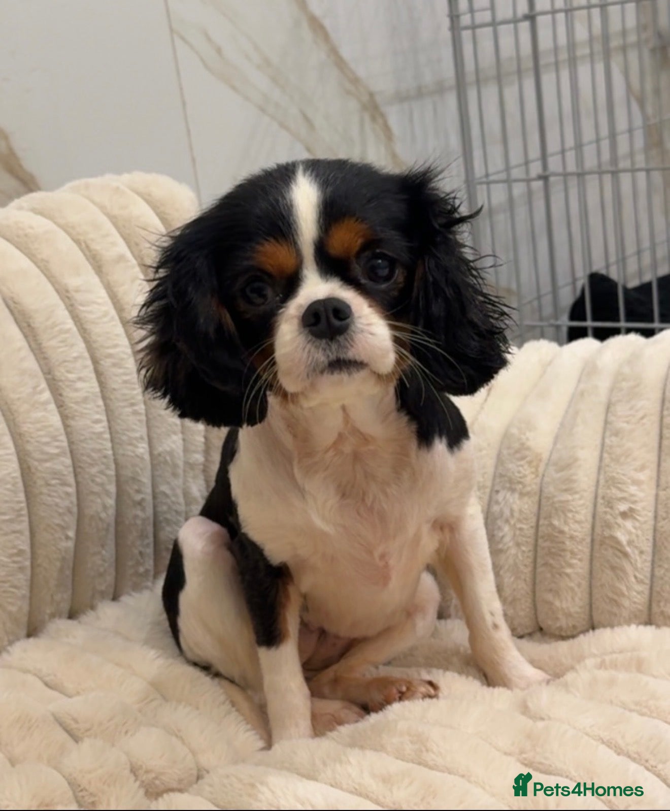 Cavalier King Charles Spaniel dogs Adult Cavalier girl looking for the best home  - Advert 1