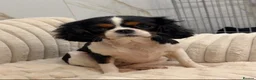 Cavalier King Charles Spaniel dogs for sale: Adult Cavalier girl looking for the best home  - Advert 1