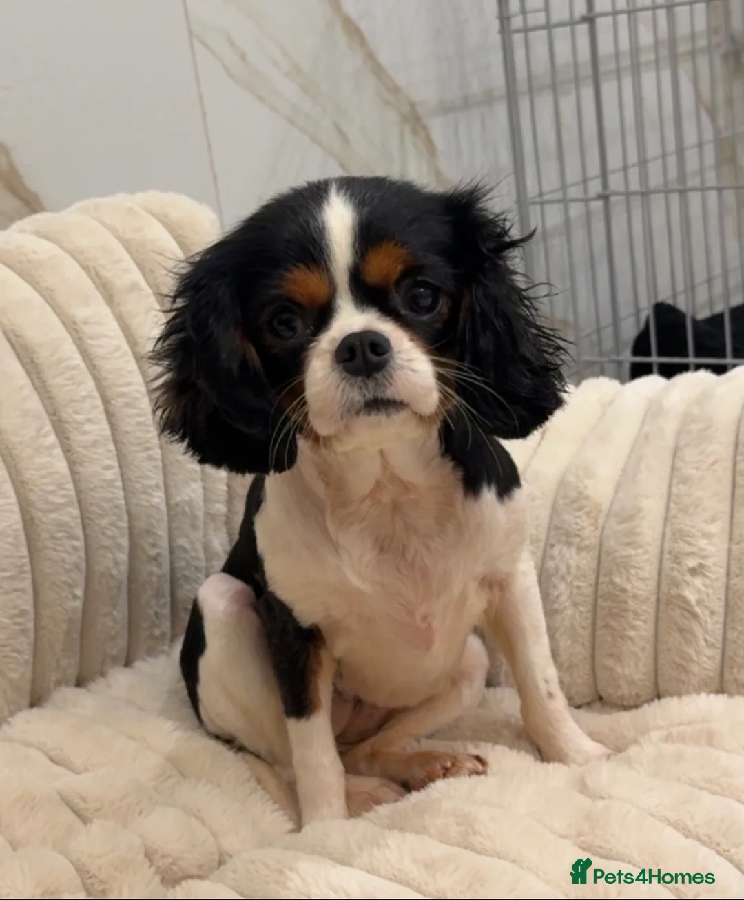 Cavalier King Charles Spaniel dogs for sale: Adult Cavalier girl looking for the best home  - Advert 1