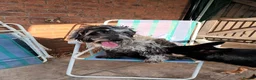Cockapoo dogs for sale: 4 year old cockerpoo - Advert 4