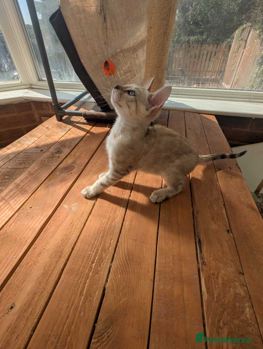 Bengal cats for sale: Bengal Kittens Purebred with Champion Lines  - Image 12
