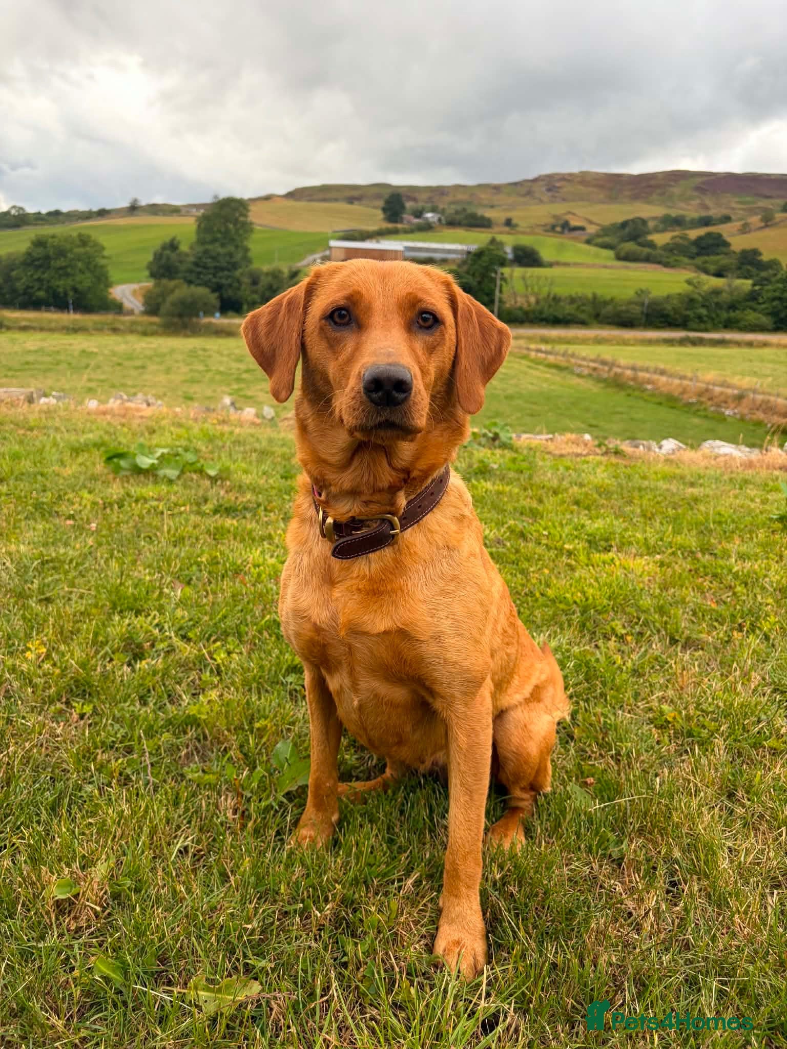 Labrador Retriever dogs Fox Red KC Registered Labrador Puppies for sale - Advert 1