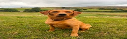 Labrador Retriever dogs for sale: Fox Red KC Registered Labrador Puppies for sale in Blaenau Ffestiniog - Advert 1