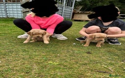 Mixed Breed dogs for sale: 8 Beautiful pups looking their forever home🥰 - Image 6