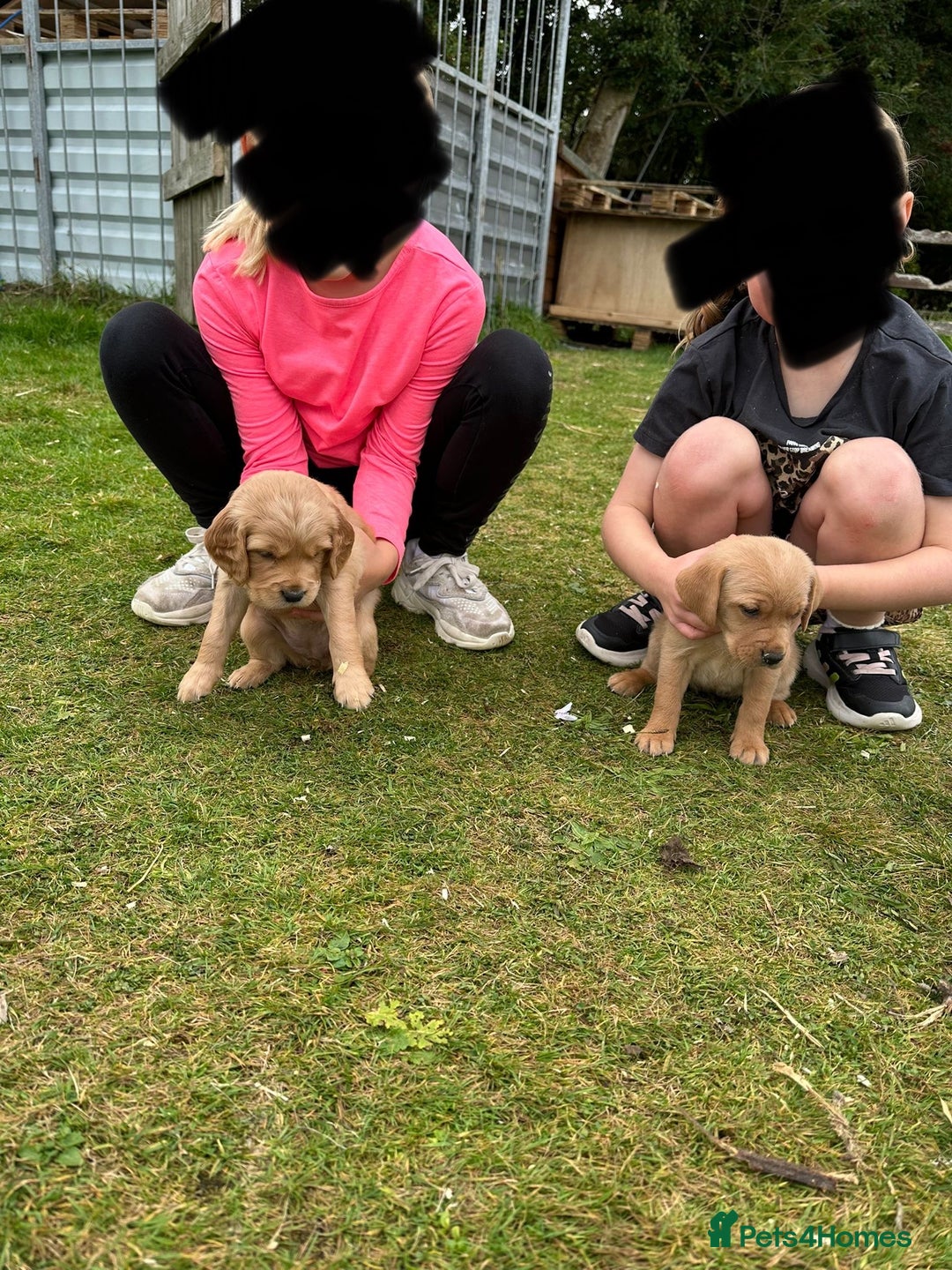Mixed Breed dogs for sale: 8 Beautiful pups looking their forever home🥰 - Image 6