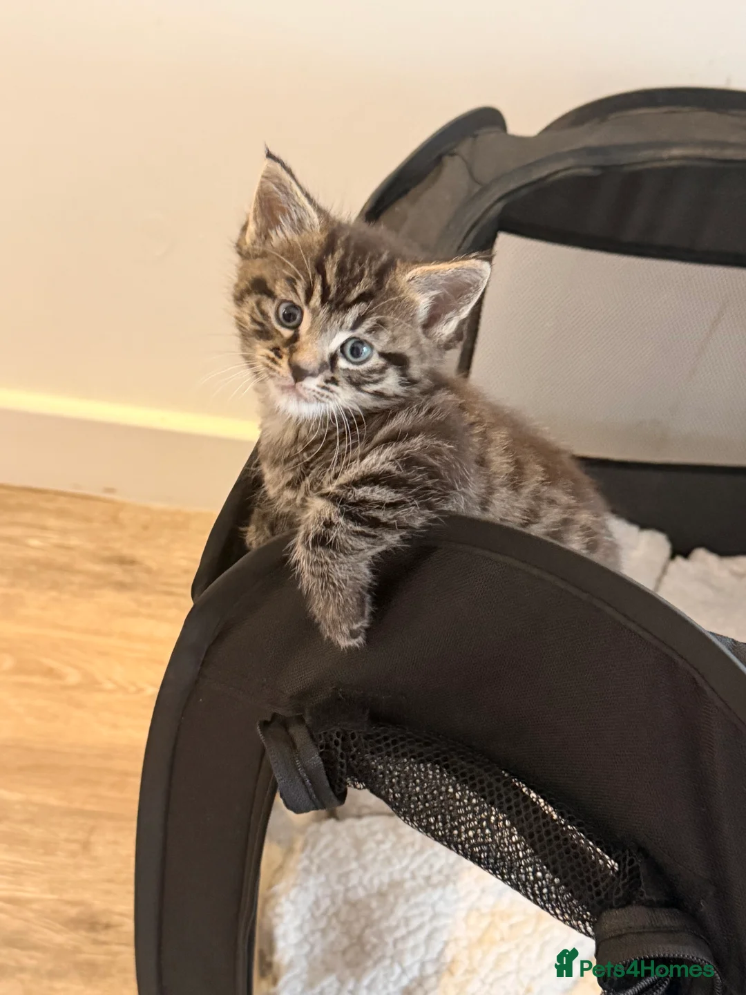 Mixed Breed cats for sale: Maine Coon Cross - Advert 1