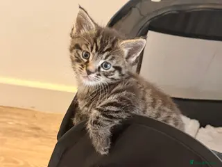 Mixed Breed cats Maine Coon Cross - Advert 1