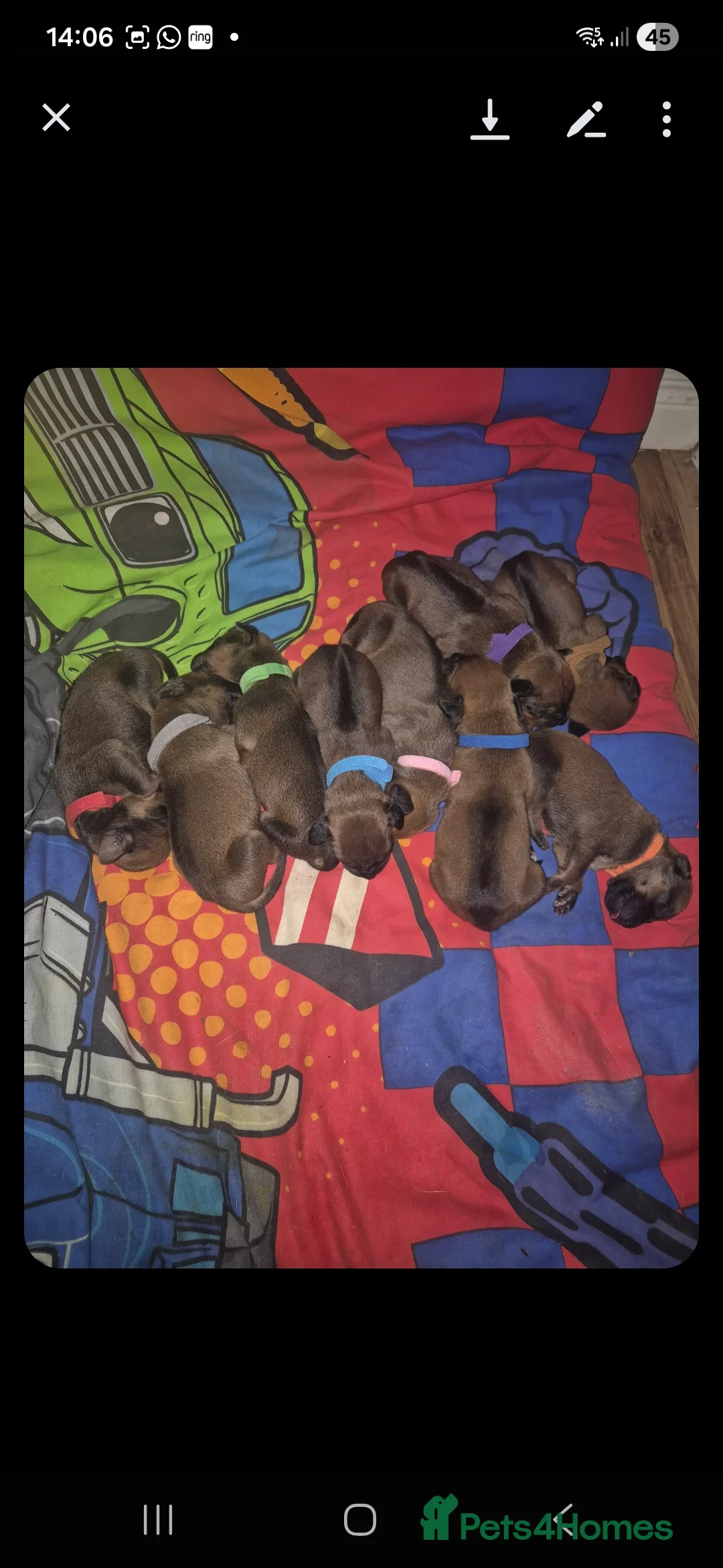 Rhodesian Ridgeback dogs for sale: Rhodesian ridgeback pups  - Advert 1
