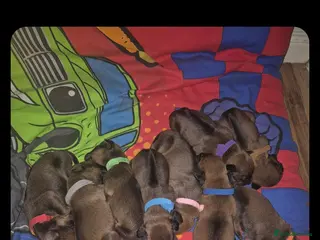 Rhodesian Ridgeback dogs Rhodesian ridgeback pups - Advert 4