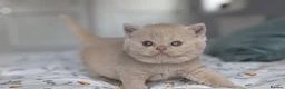 British Shorthair cats for sale: Exceptional British Shorthair kittens 🔥💥 - Advert 2
