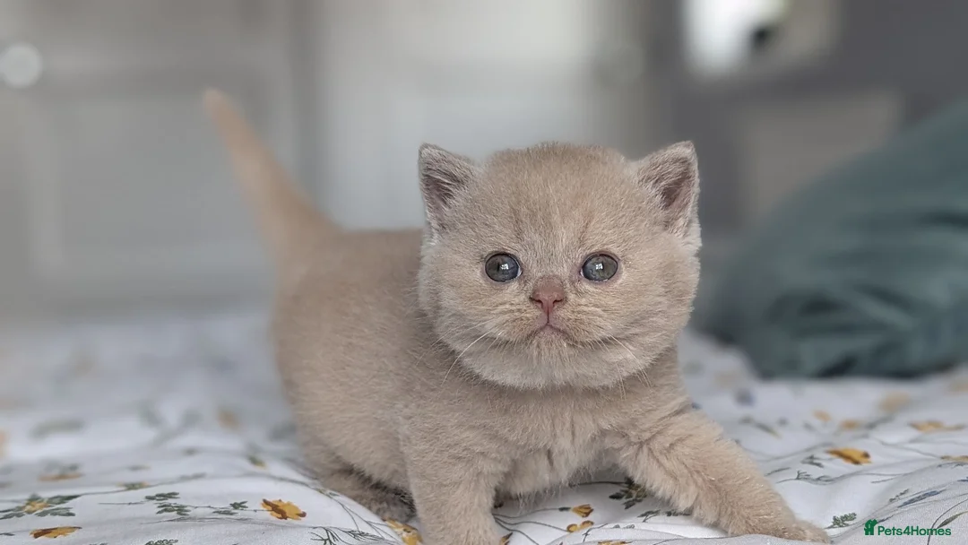 British Shorthair cats for sale: Exceptional British Shorthair kittens 🔥💥 - Advert 2