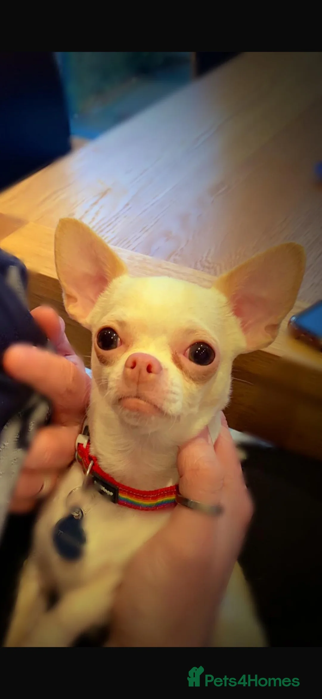 Chihuahua dogs for sale: Chihuahua puppy’s  - Advert 18
