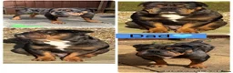 English Bulldog dogs for sale: Very rare 6 English bulldogs  - Advert 2