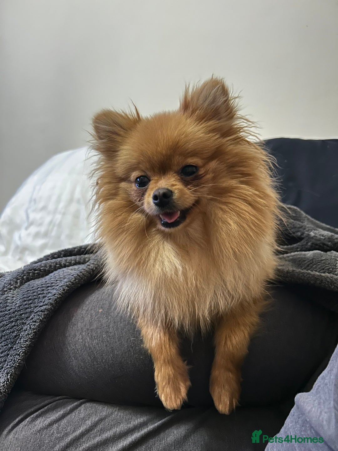 Pomeranian dogs for sale: Dior + Jimmy - Advert 1