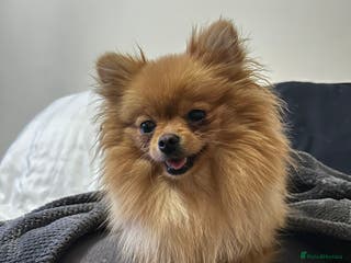 Pomeranian dogs Dior + Jimmy - Advert 1