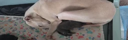 Italian Greyhound dogs for sale: Blue Italian greyhound - Advert 7