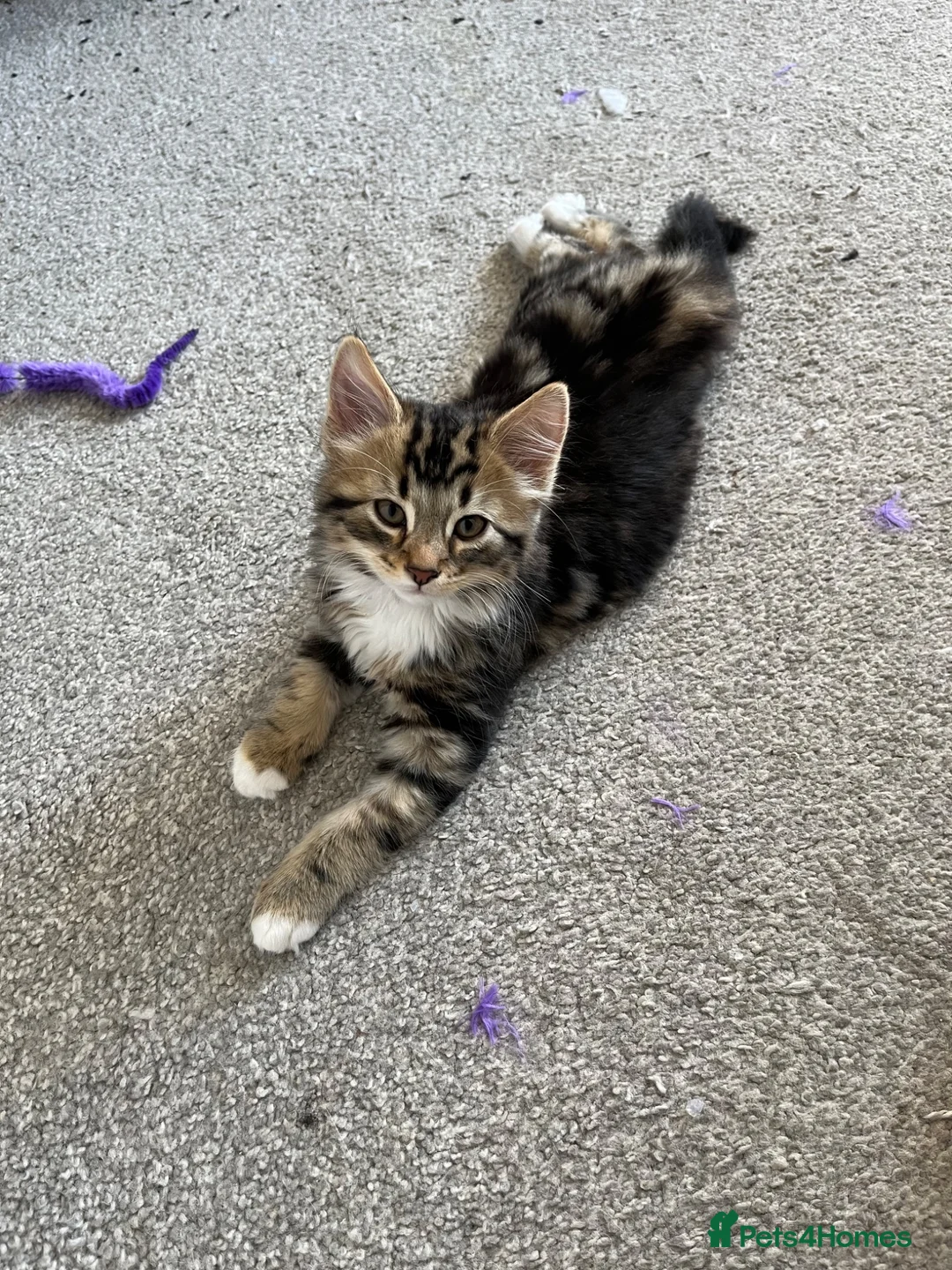 Mixed Breed cats for sale: Kittens for sale  - Advert 3