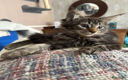Maine Coon cats for sale: Stunning mainecoons  - Image 1