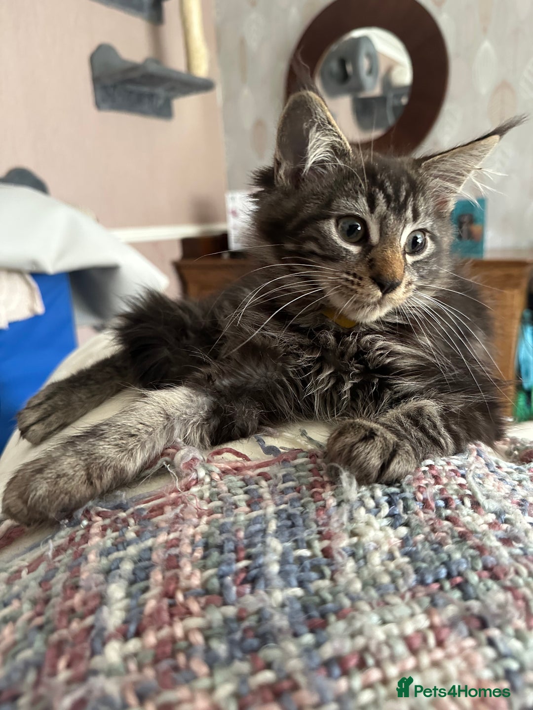 Maine Coon cats for sale: Stunning mainecoons  - Image 1