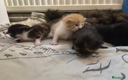 Mixed Breed cats for sale: Kittens for sale  - Image 5